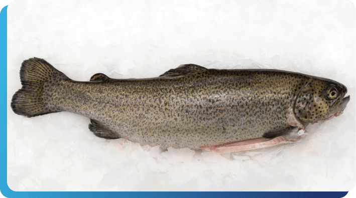 Fresh Gutted Rainbow Trout | United AquaCulture