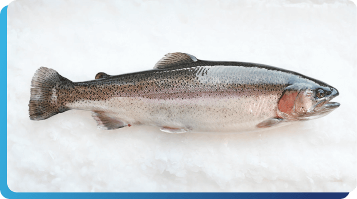 Fresh Gutted Salmon Trout | United AquaCulture