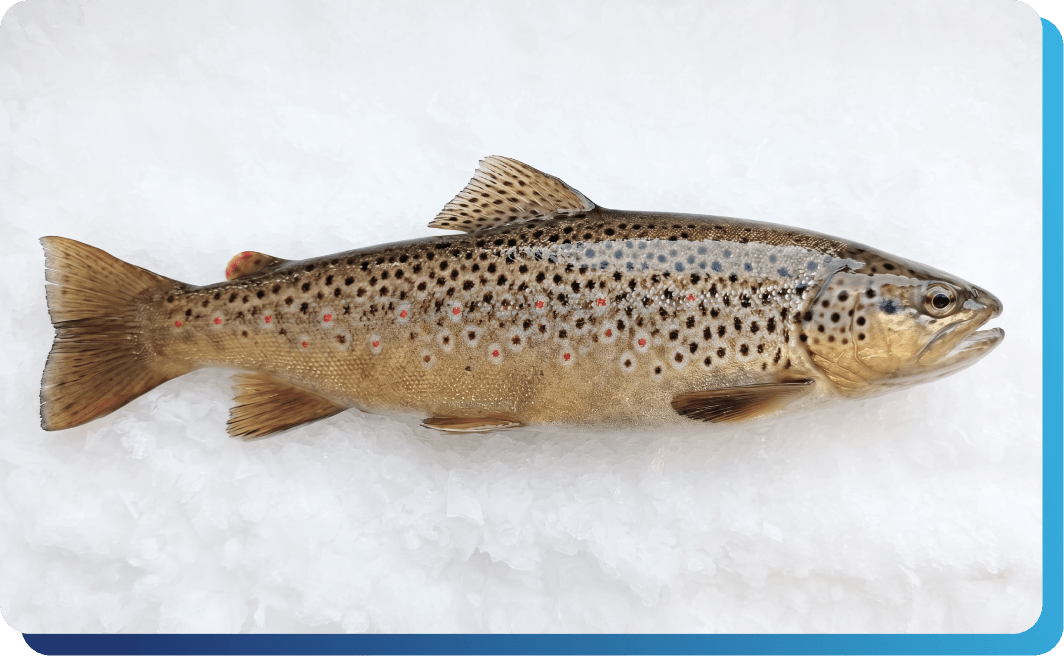 Fresh Gutted Brown Trout | United AquaCulture