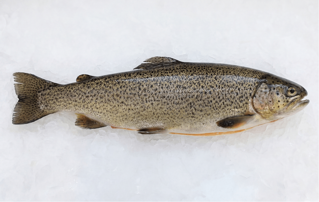 Fresh Gutted Rainbow Trout | United AquaCulture