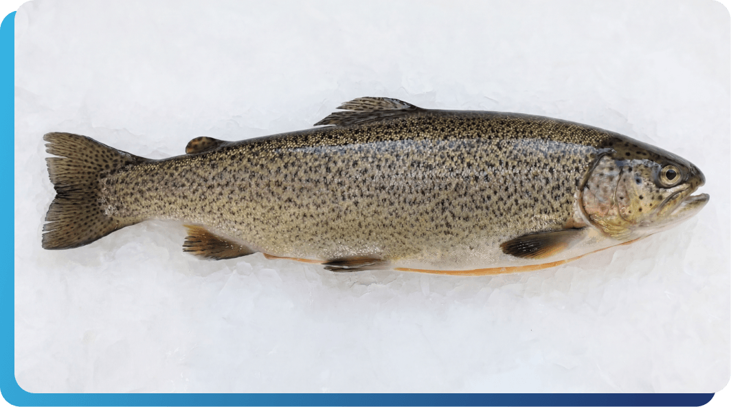 Fresh Gutted Rainbow Trout | United AquaCulture